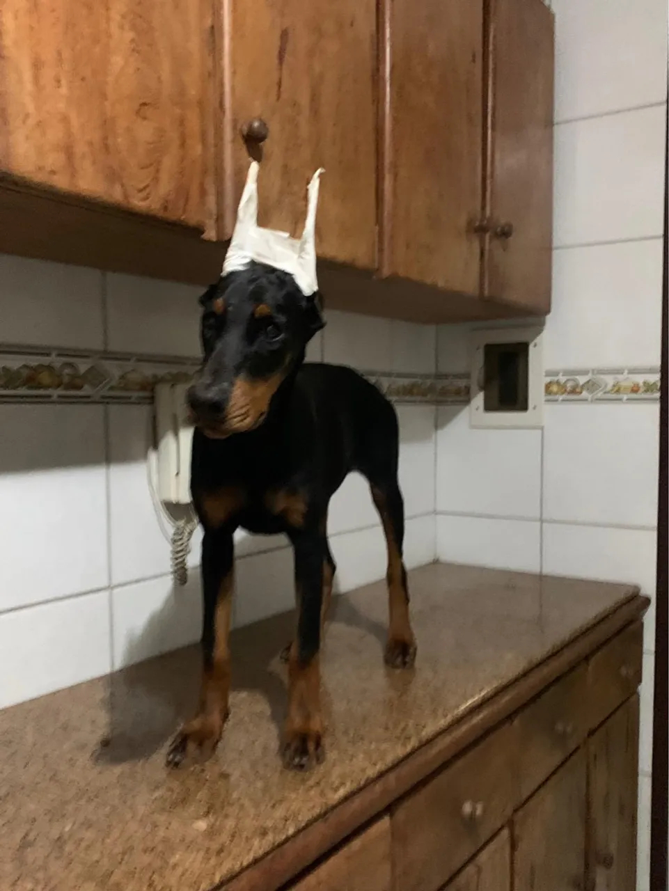 Doberman Europeu fêmea com pedigree