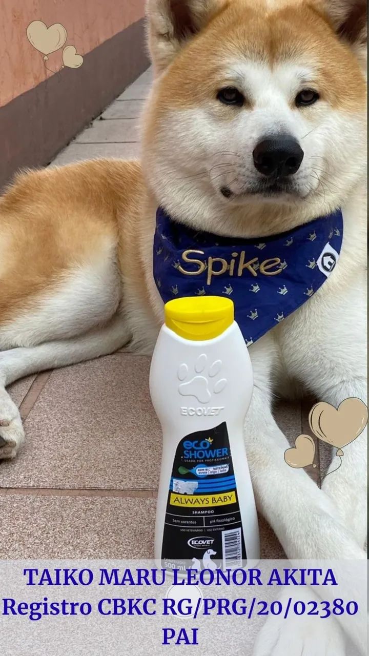 Filhote akita Inu com pedigree Cachorros Imbituba 1449789924 OLX