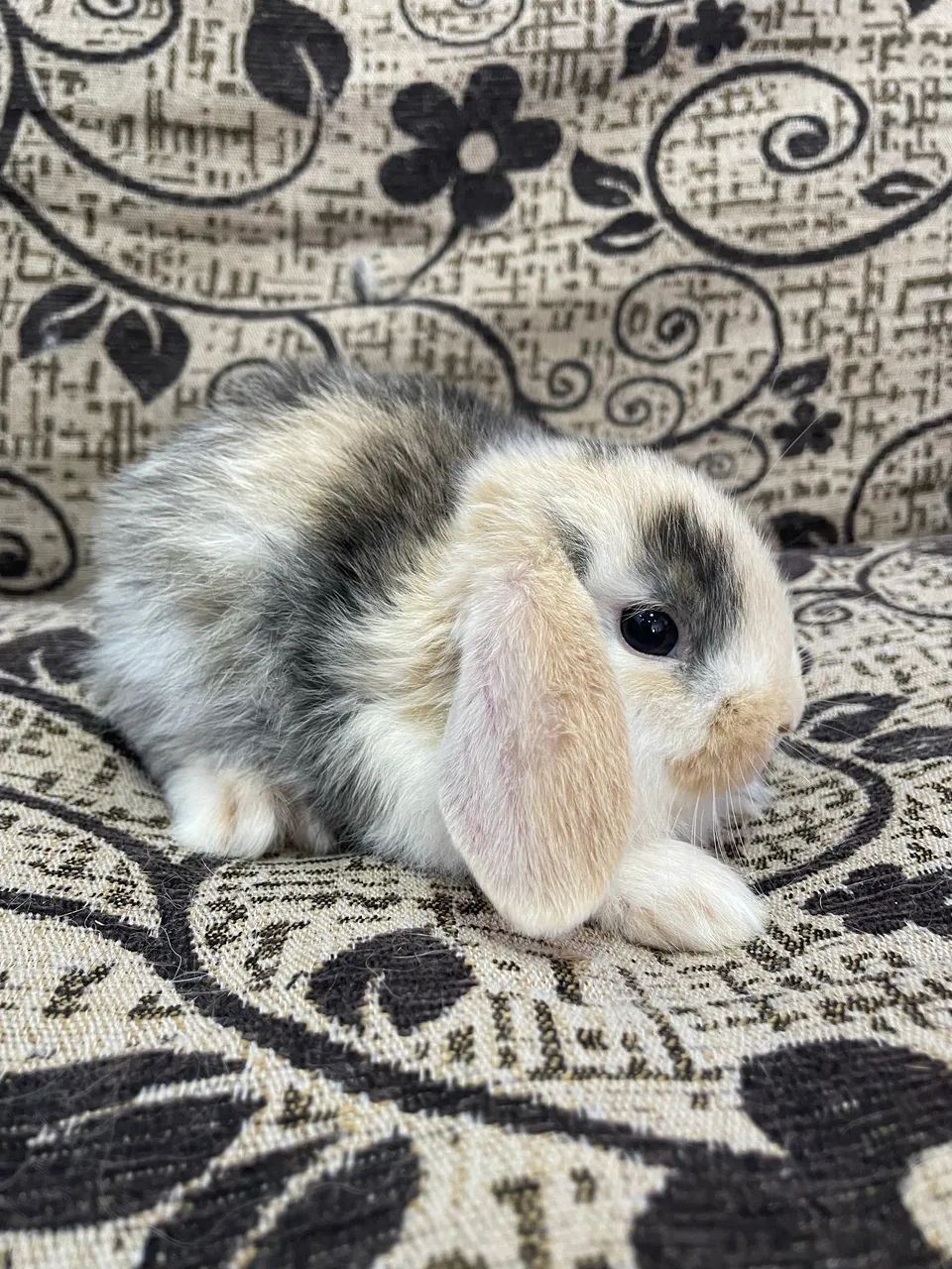 Mini lop filhotes - Foto 4