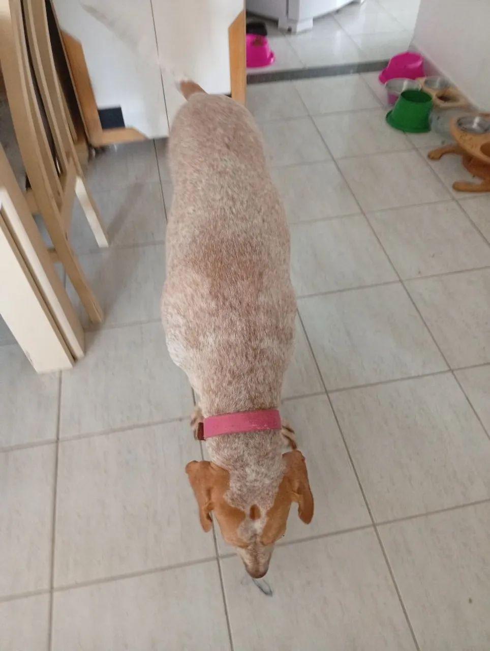 Cachorra pointer inglês para adoção - Foto 5