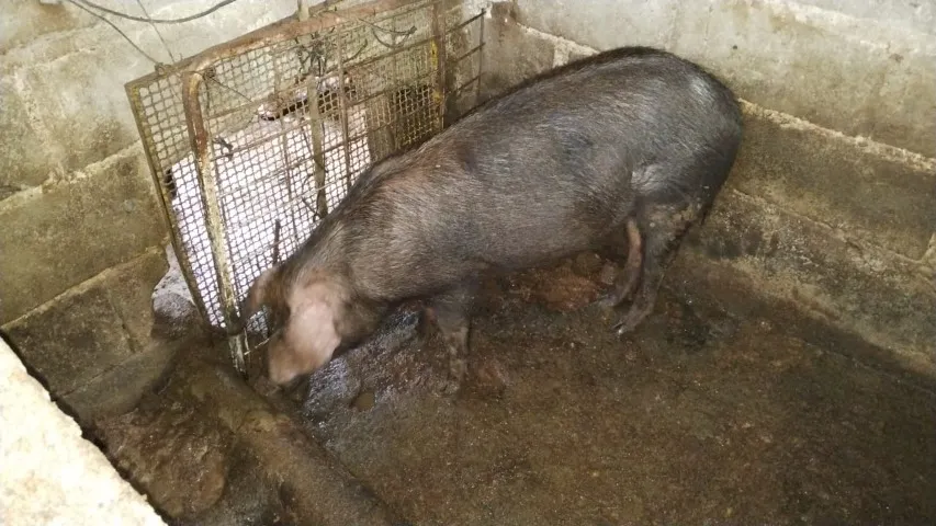 Porcos caipira macho e fêmea