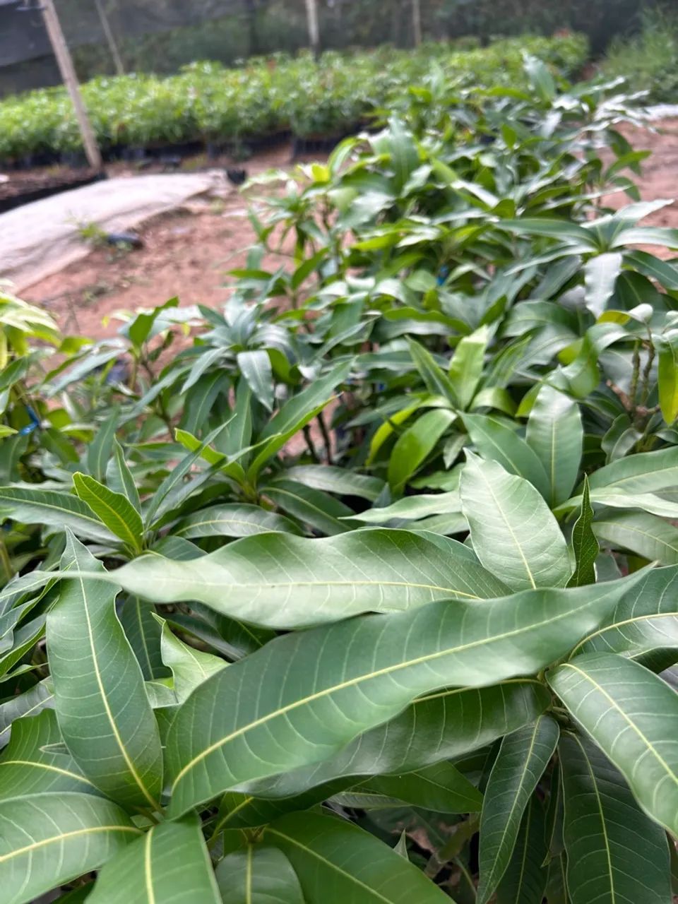 Mudas de Mangueira - Pronta para o Plantio