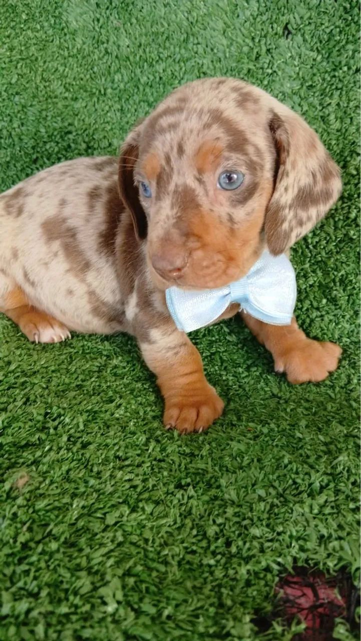 Teckel Arlequim - Pelagem Exótica e Olhos Azuis!