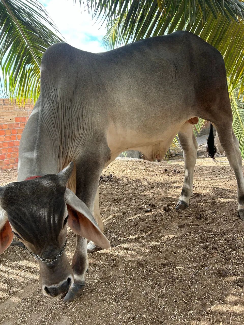 GARROTE GUZERÁ A VENDA - Foto 4