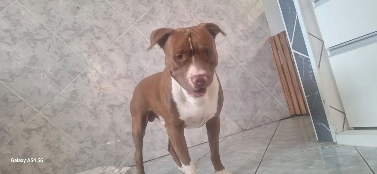 Filhote Pitbull - Foto 5