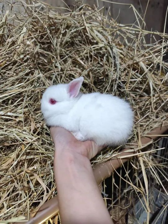 Filhote de coelho anão netherland dwarf 