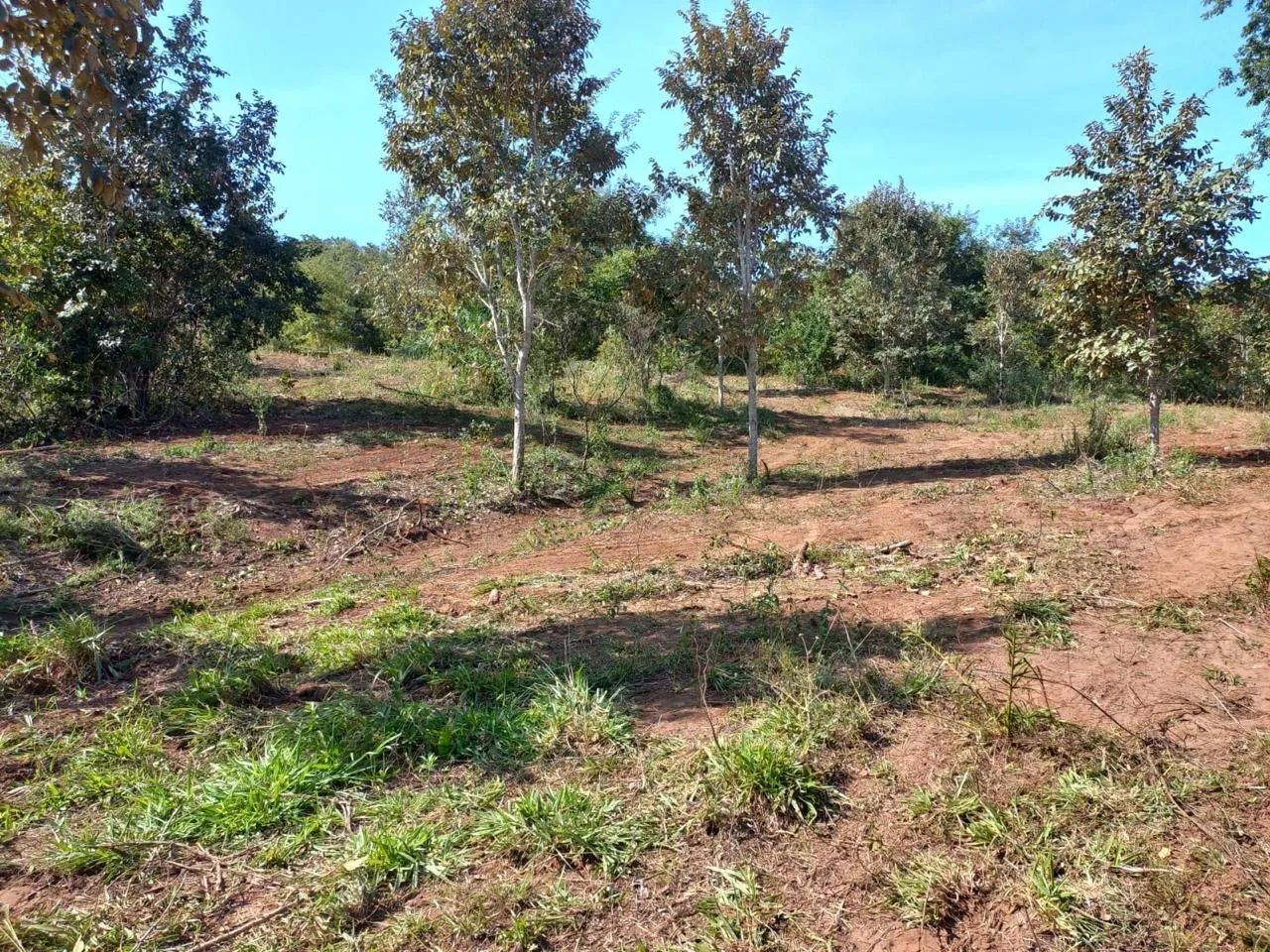 Fazenda em campo florido minas  - Foto 4