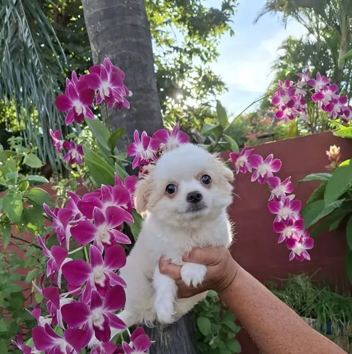 Filhote de Chihuahua - Fofo e Brincalhão