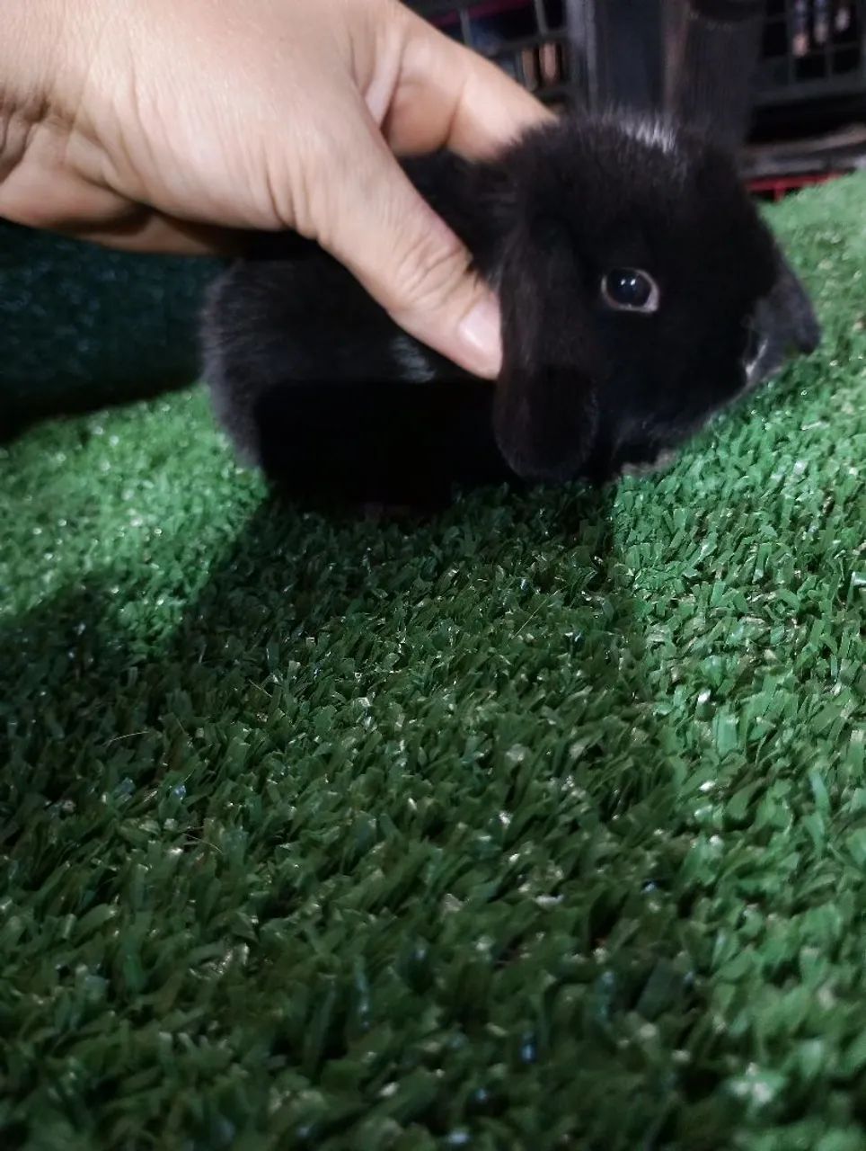 Mini Lop uruguaio  - Foto 2
