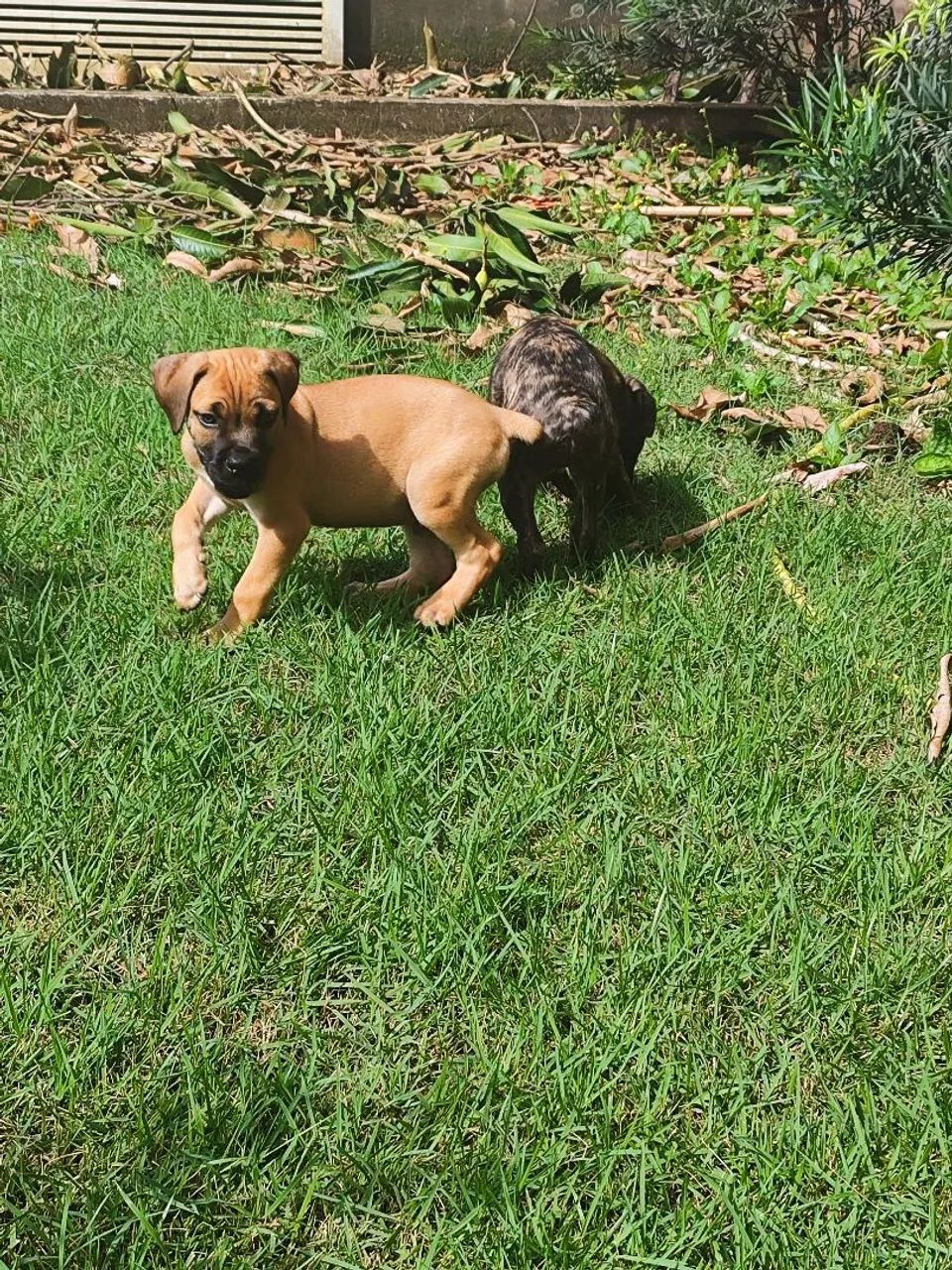 Filhote Cane Corso - Foto 2
