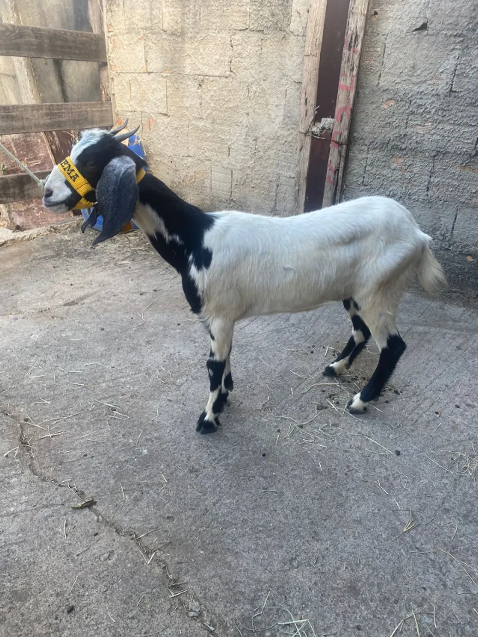 Cabra Femia
