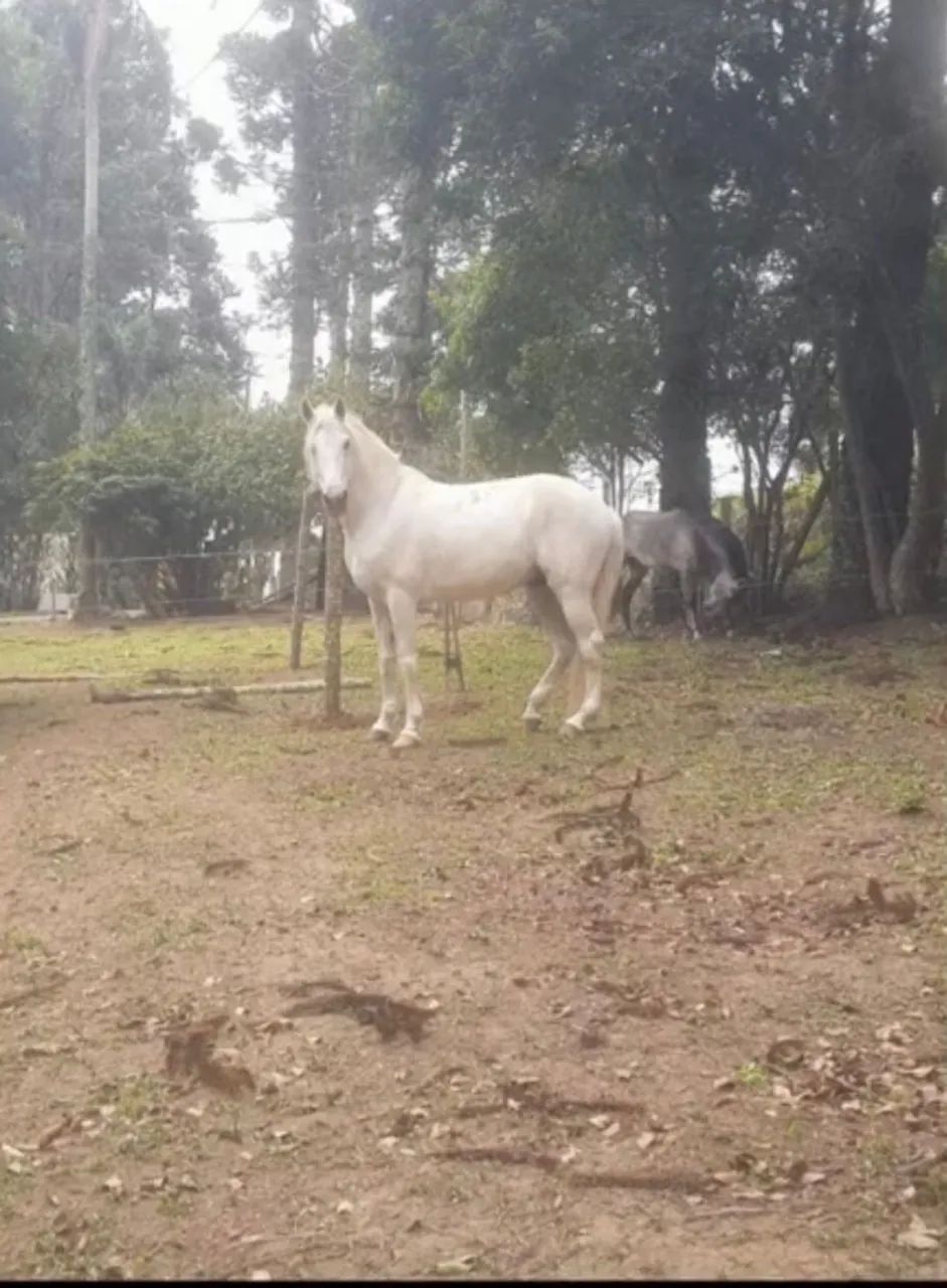 Garanhão Mangalarga Mineiro  - Foto 2