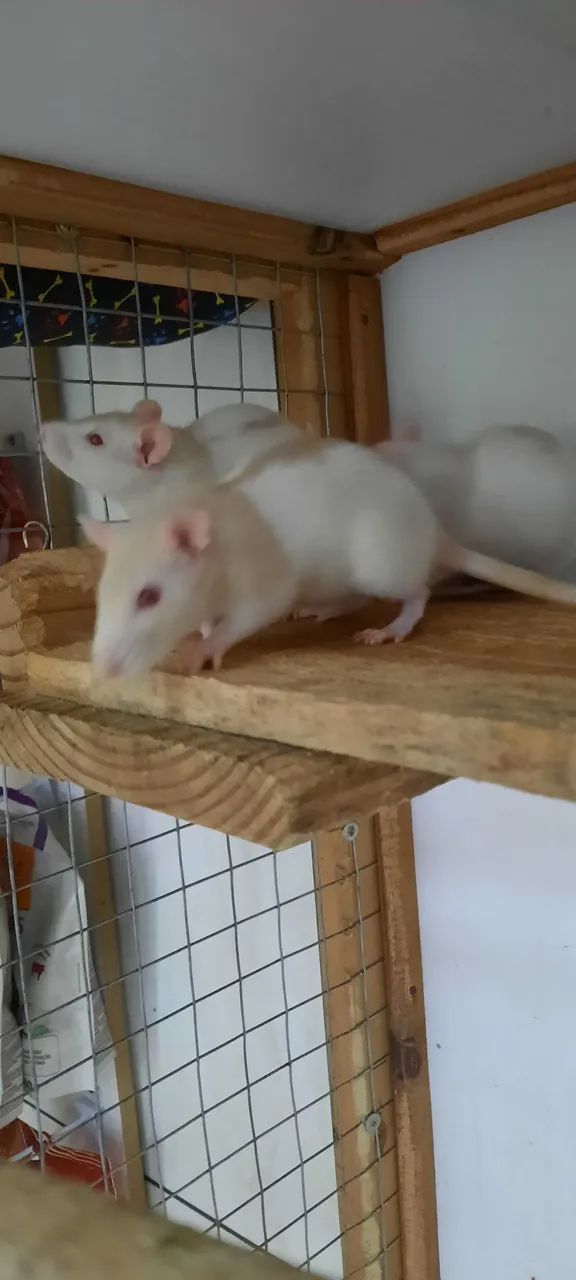 Ratos brancos fofinhos para venda