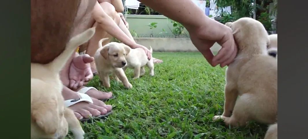 Golden x labrador  - Foto 5