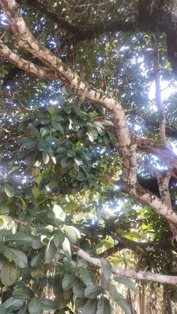 Sítio com 6 hectares repleto de bananeiras  - Foto 4