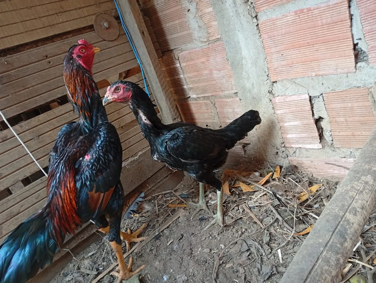 Galinhas de raça 150 cada