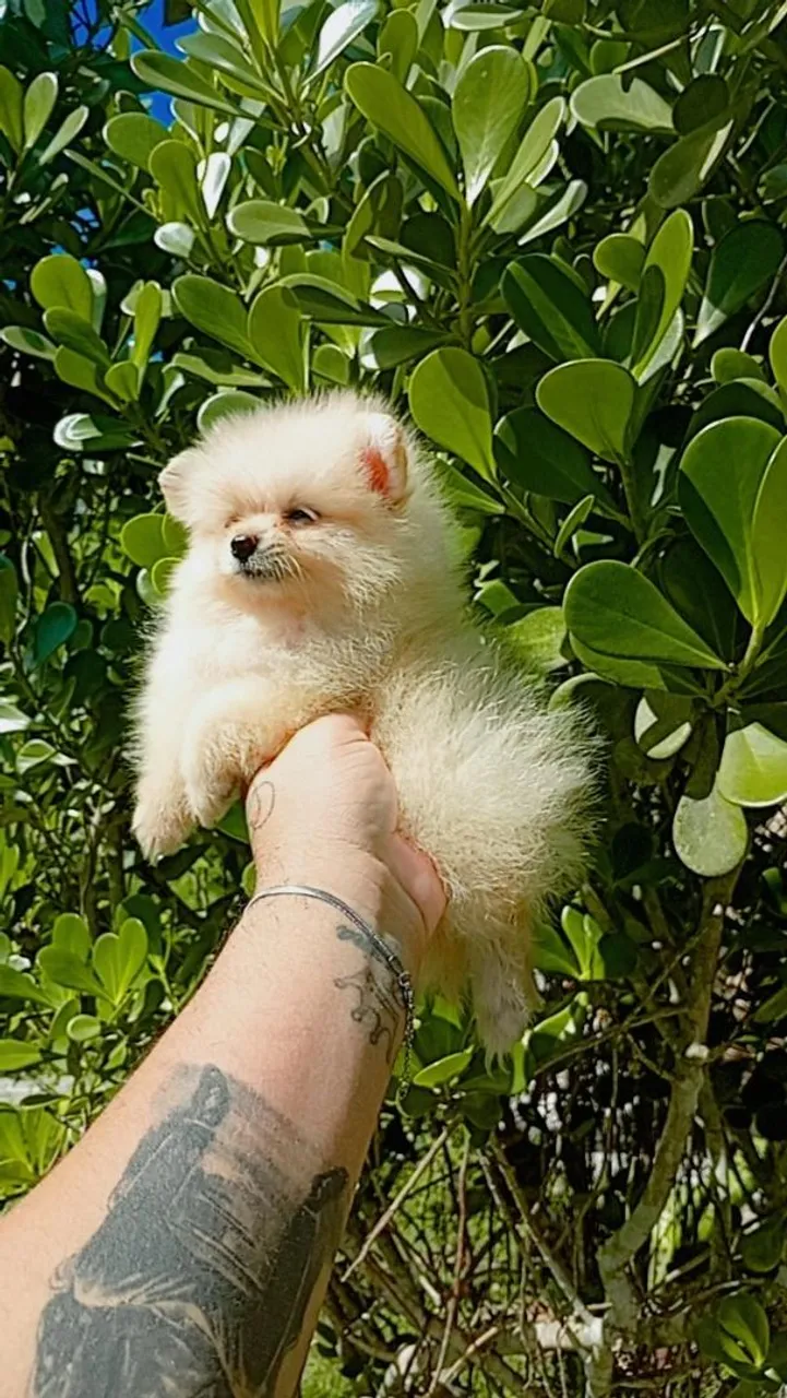 Filhote de Spitz Alemão - Uma bolinha de fofura!