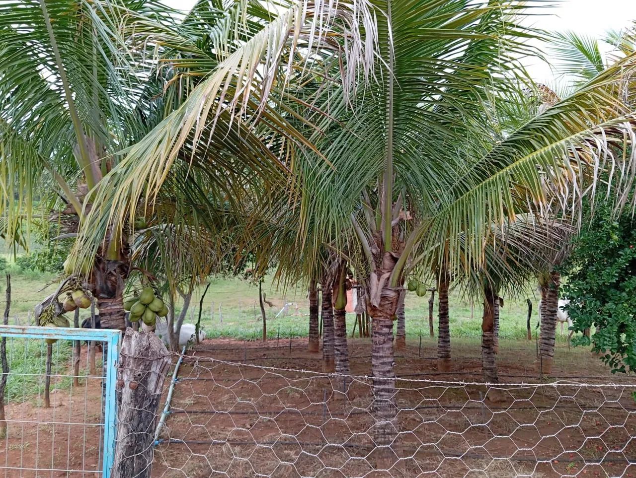 Sitio 1 Hectares Irrigado,Poço Artesiano/Caixa D'Água 50.000 Litros.. - Foto 2