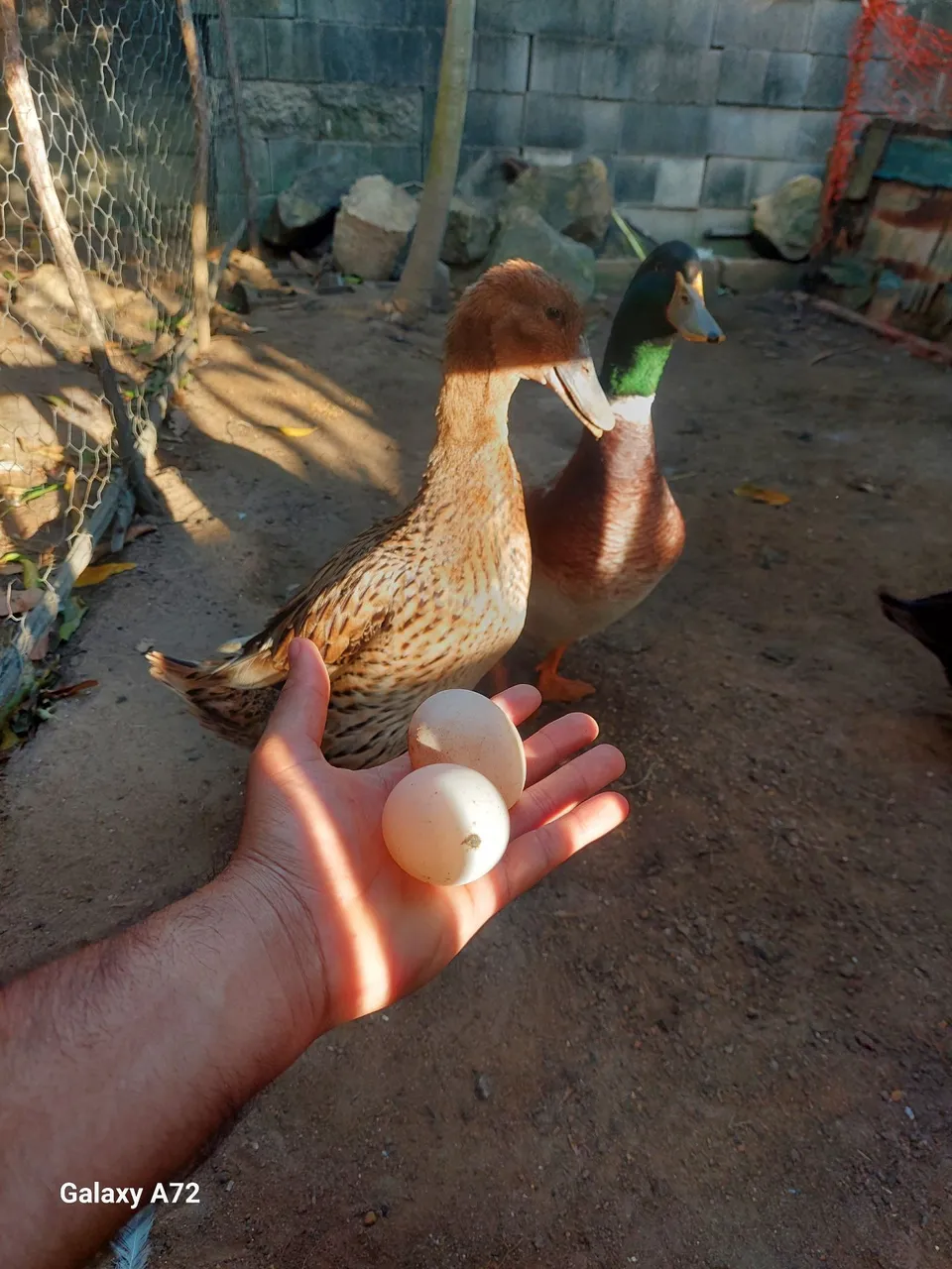 Vendo ovos de marreco rouen