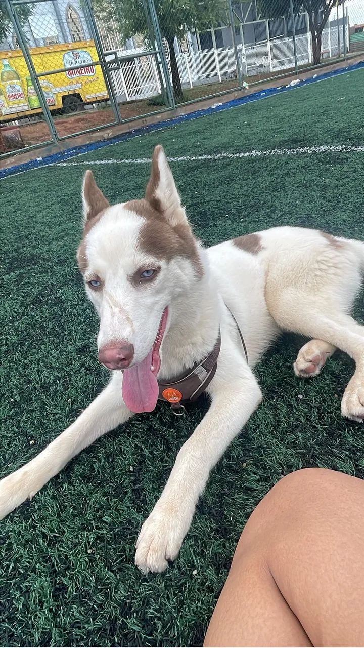 Vendo cachorro  - Foto 3