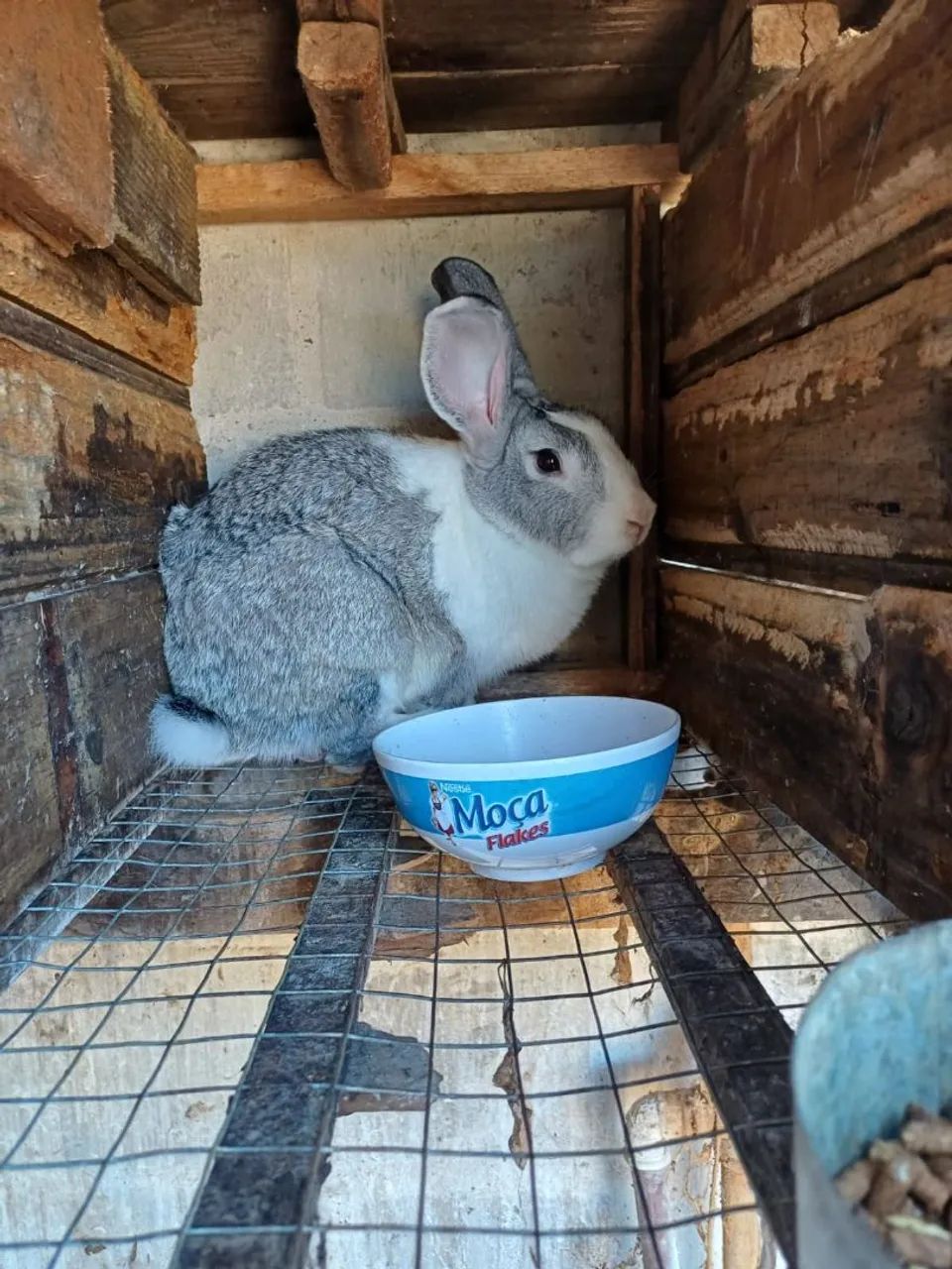  coelhos fofinhos  - Foto 4