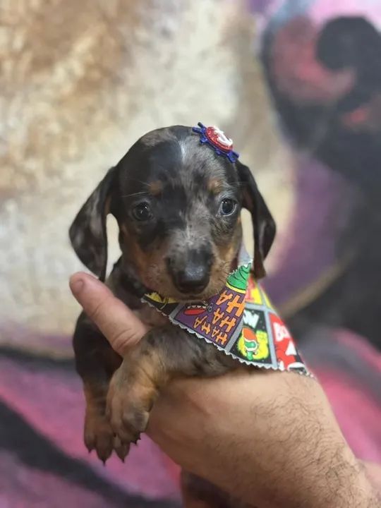 Filhotes de Dachshund - Lindíssimos (cofap, salsicha, teckel, cão salsicha)