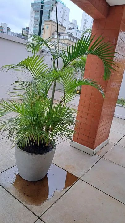 Palmeira Areca em vaso de plástico - Foto 6