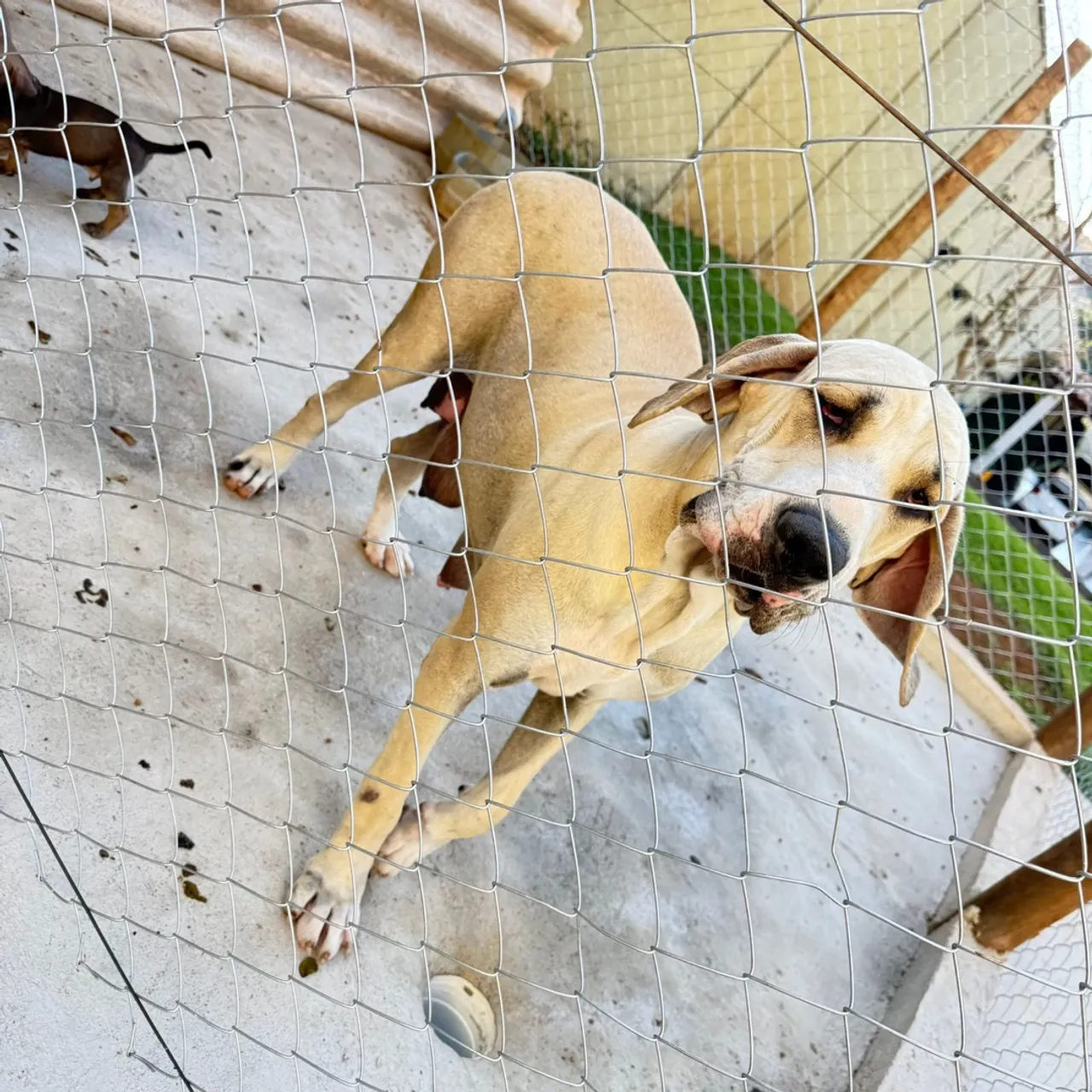 Cão adorável para vendas
