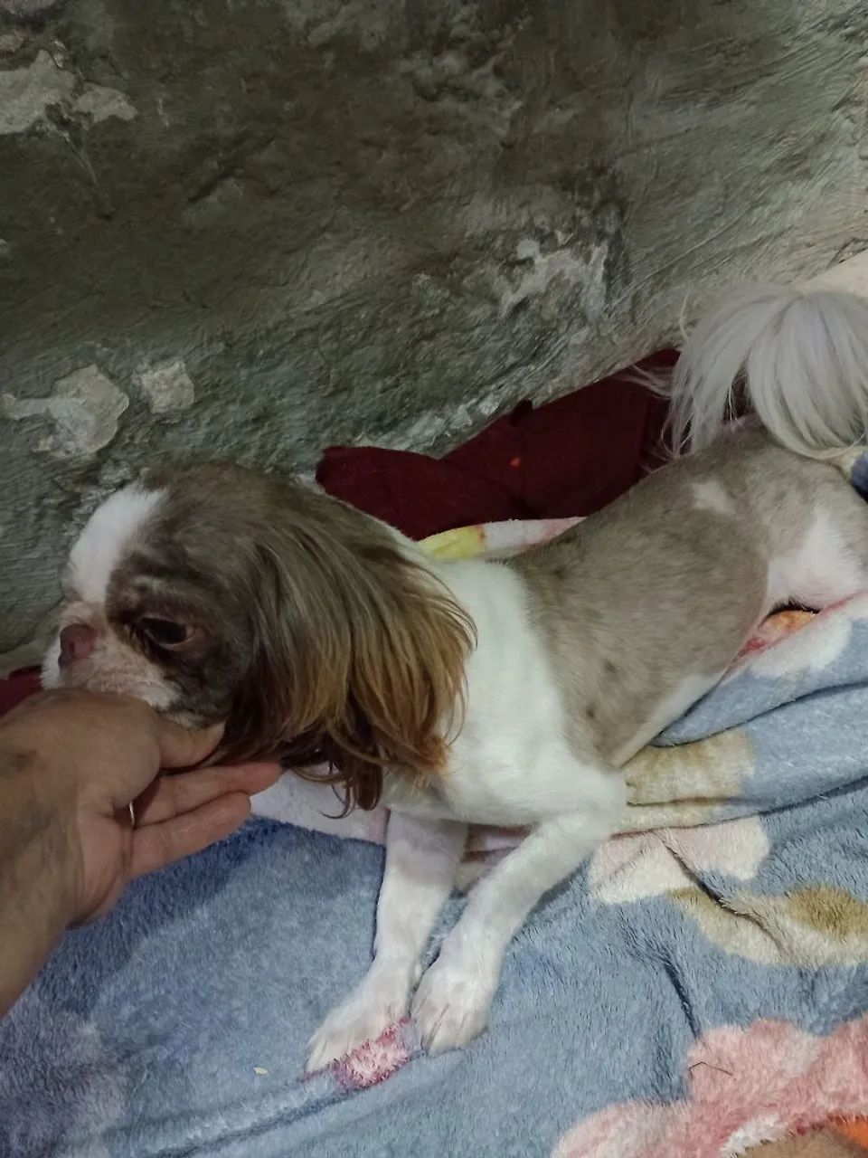 Shihtzu 