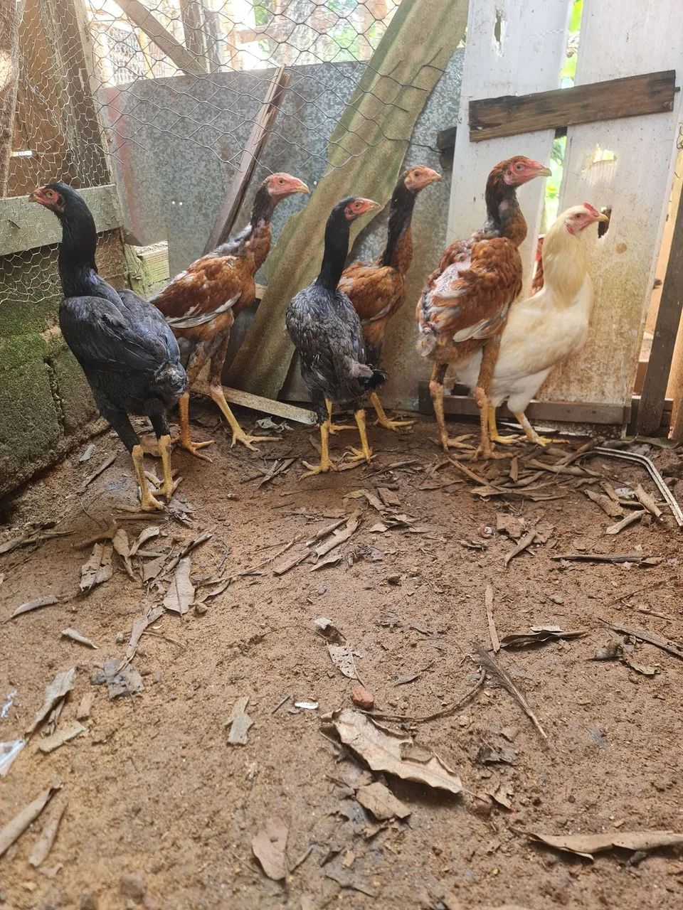 Casal de frango índio gigante, 200.00 - Foto 3