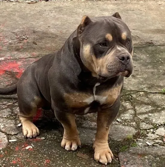 Estou doando esse american bully por motivo de viagem