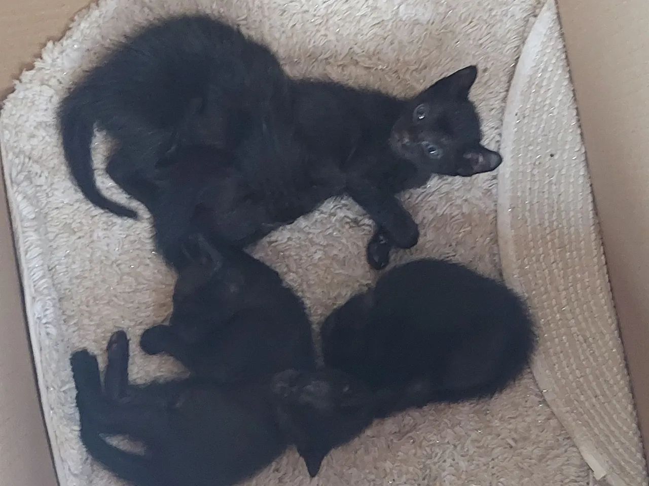 Gatinha Preta Adorável para Adoção - Foto 4