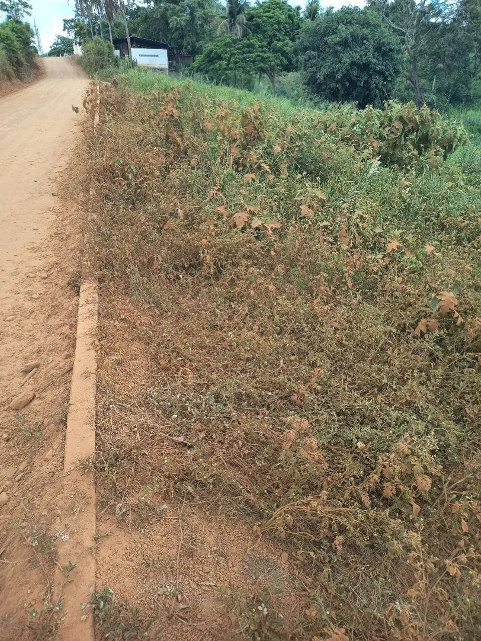Foto - Carpina - São Sebastião