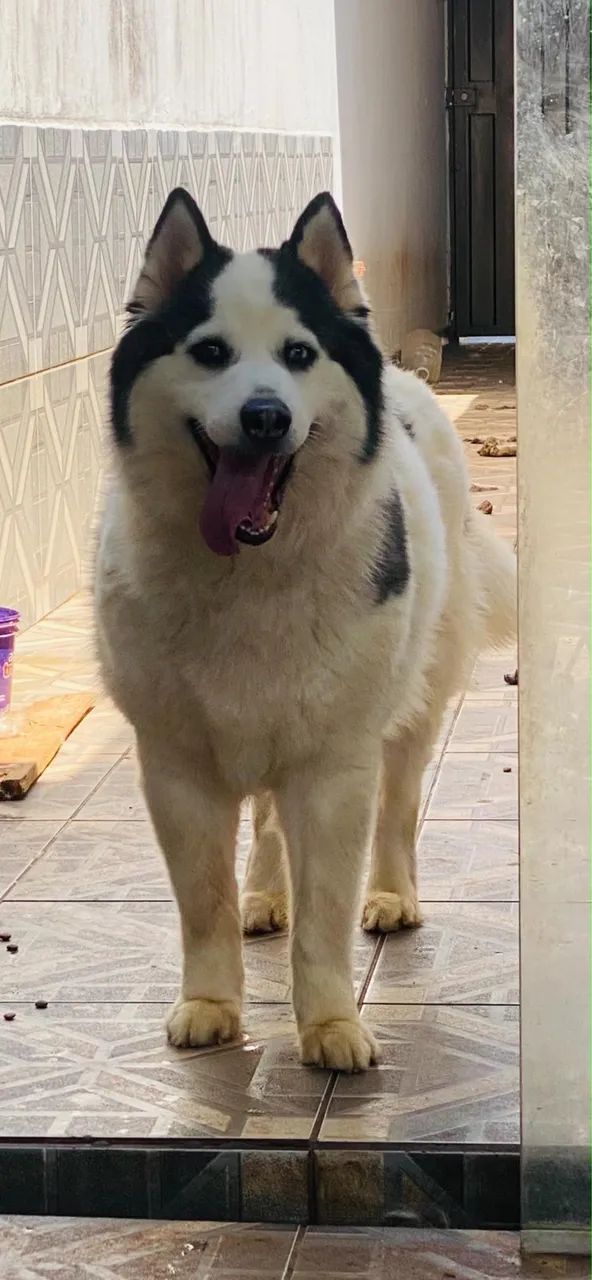 Husky siberiano legítimo  - Foto 5