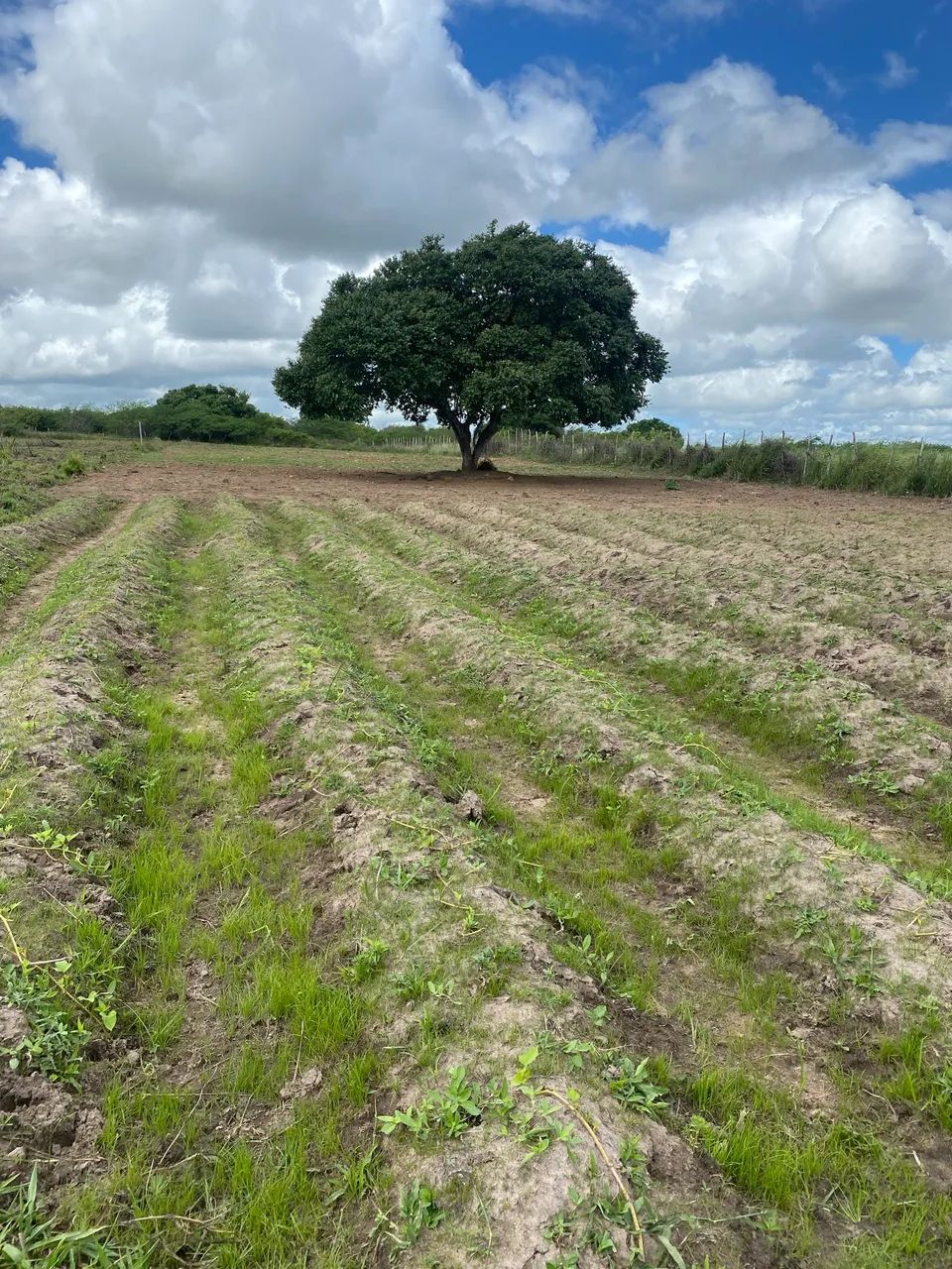Foto - Parnamirim - Parque das Árvores