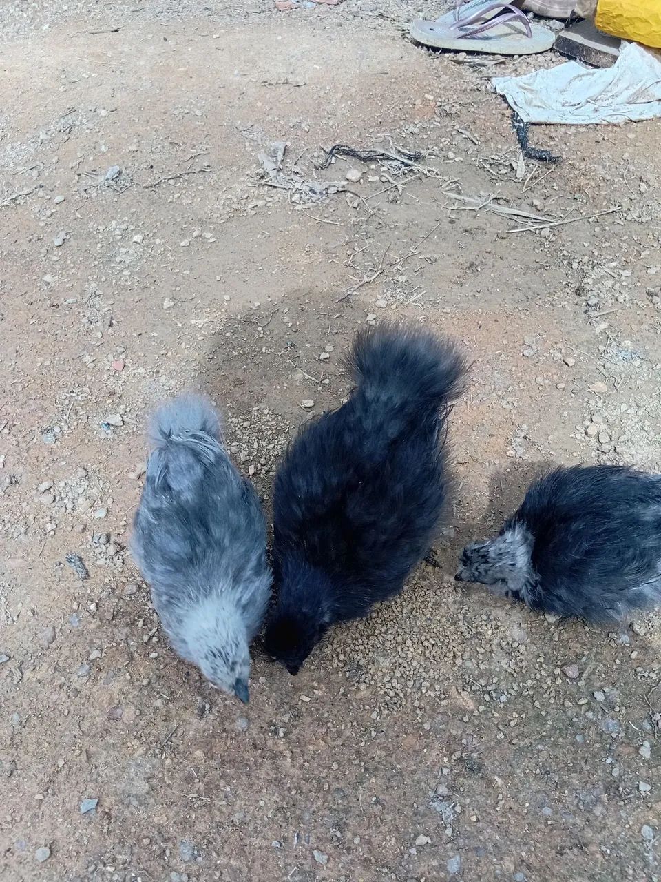 Sedosa 