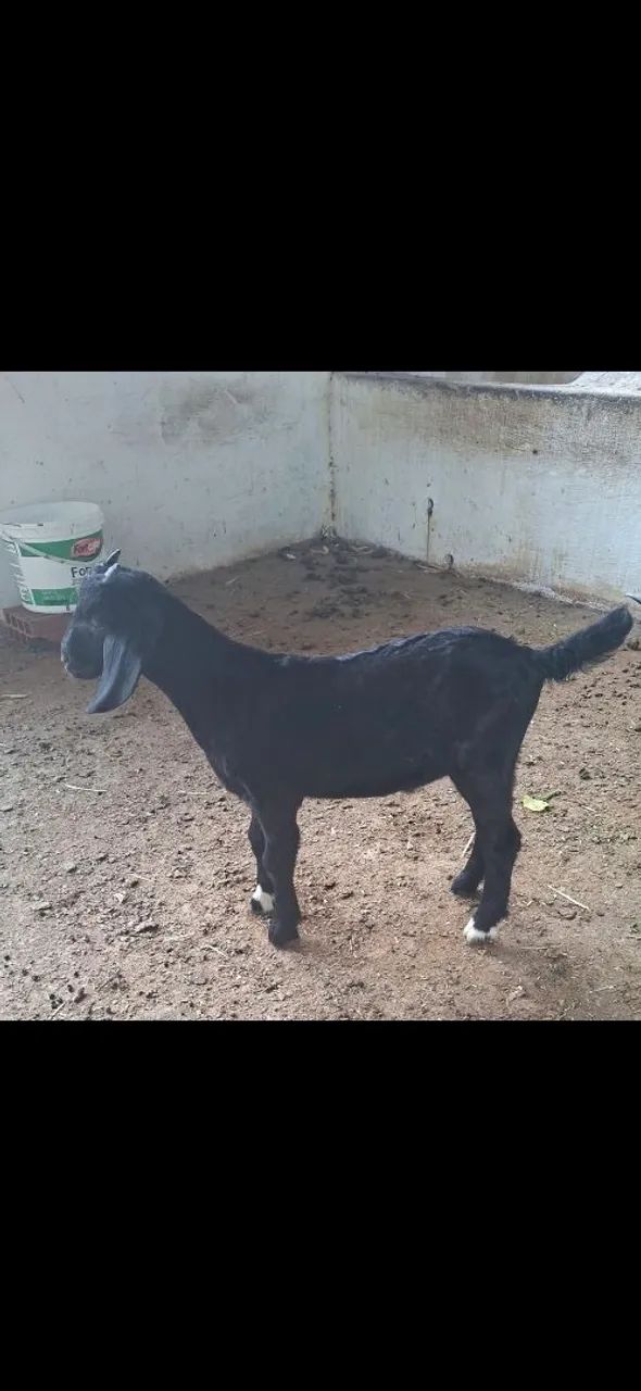 Vendo cabrito!!!