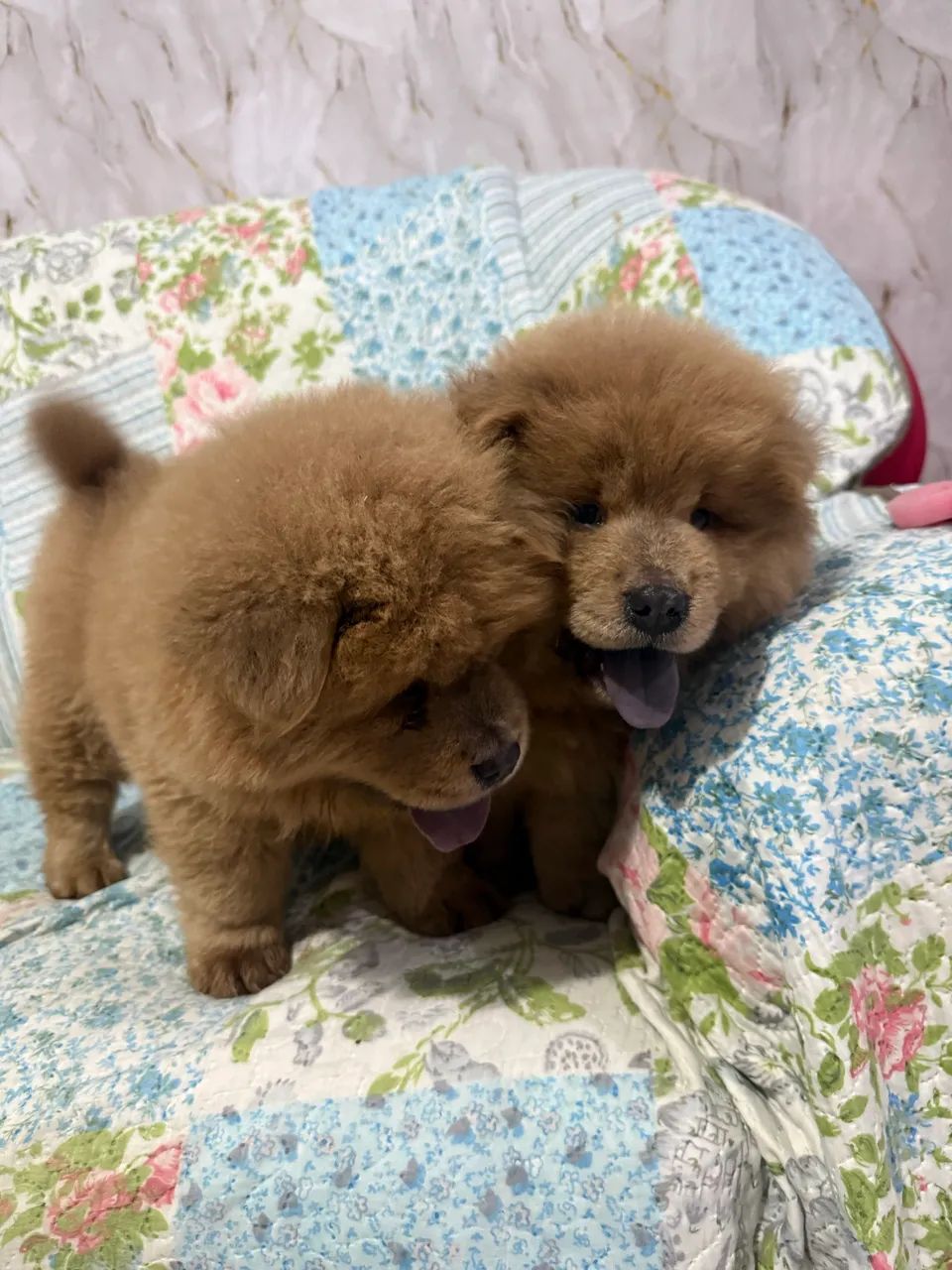 Chow chow macho  - Foto 4