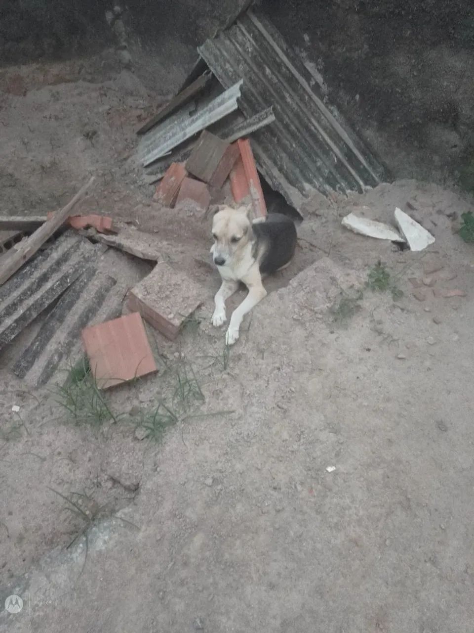 Cachorro excelente  - Foto 5