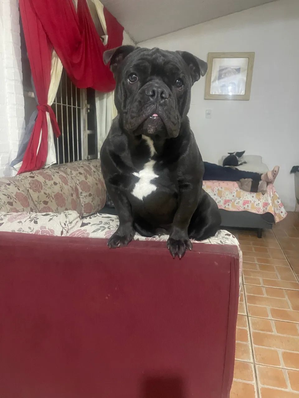 Bolt - Foto 4