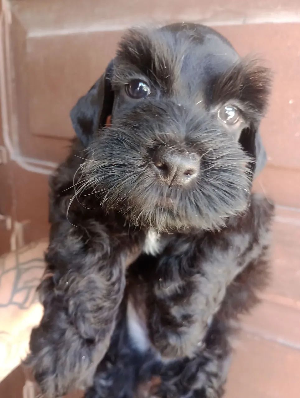 Schnauzer Miniatura macho  - Foto 5