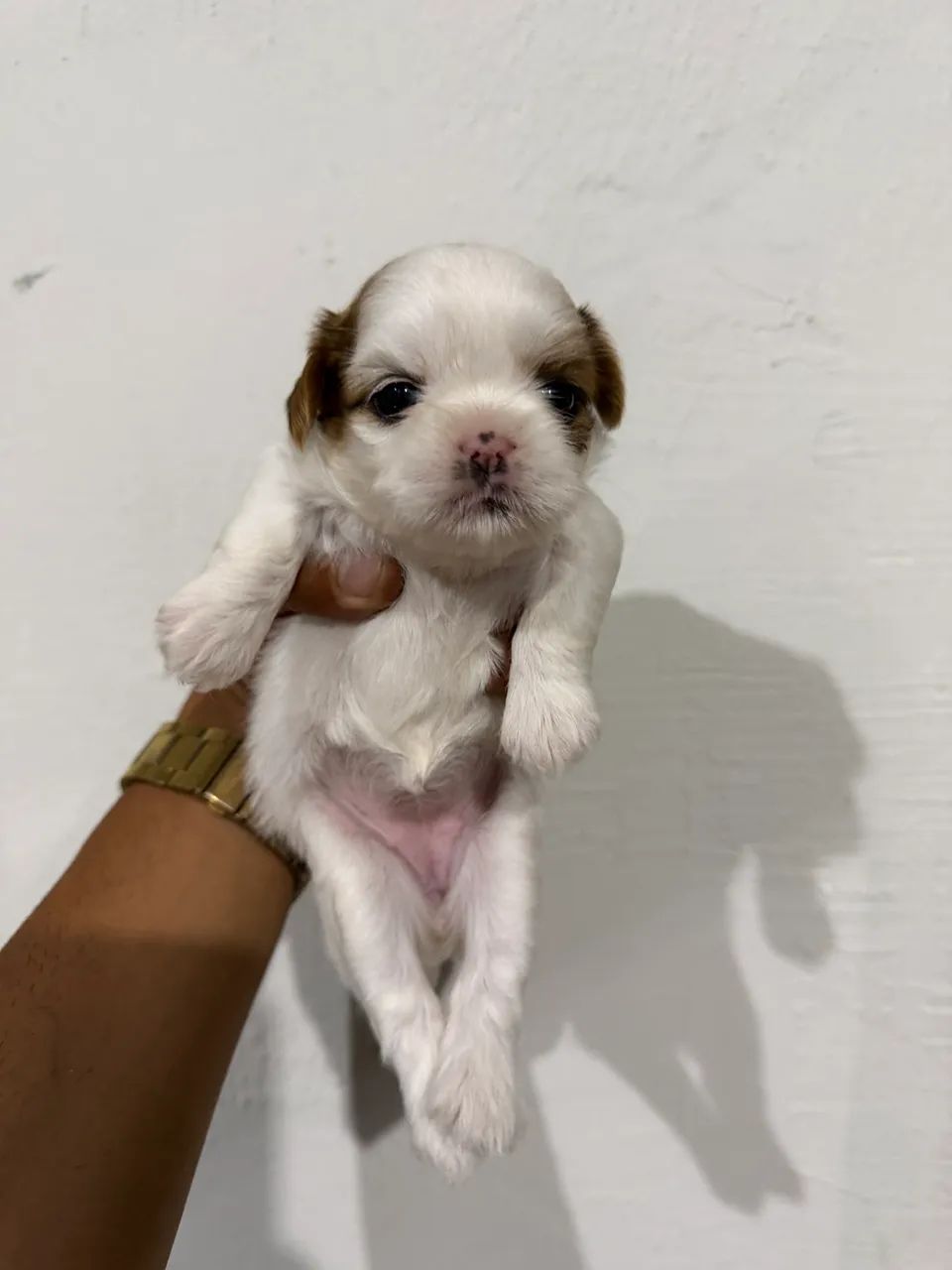 Shihtz