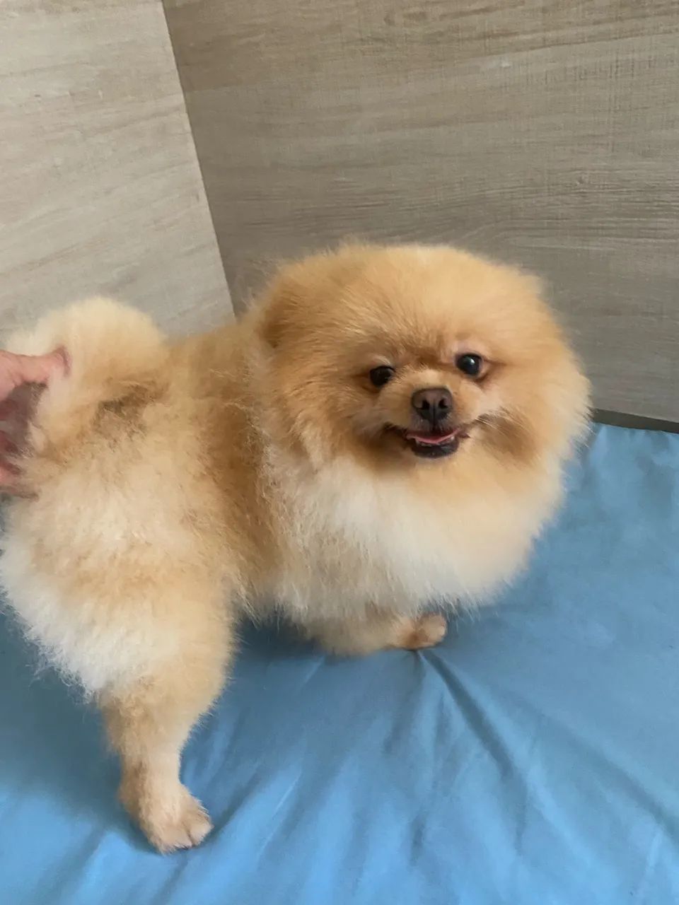 Cachorro - Foto 4