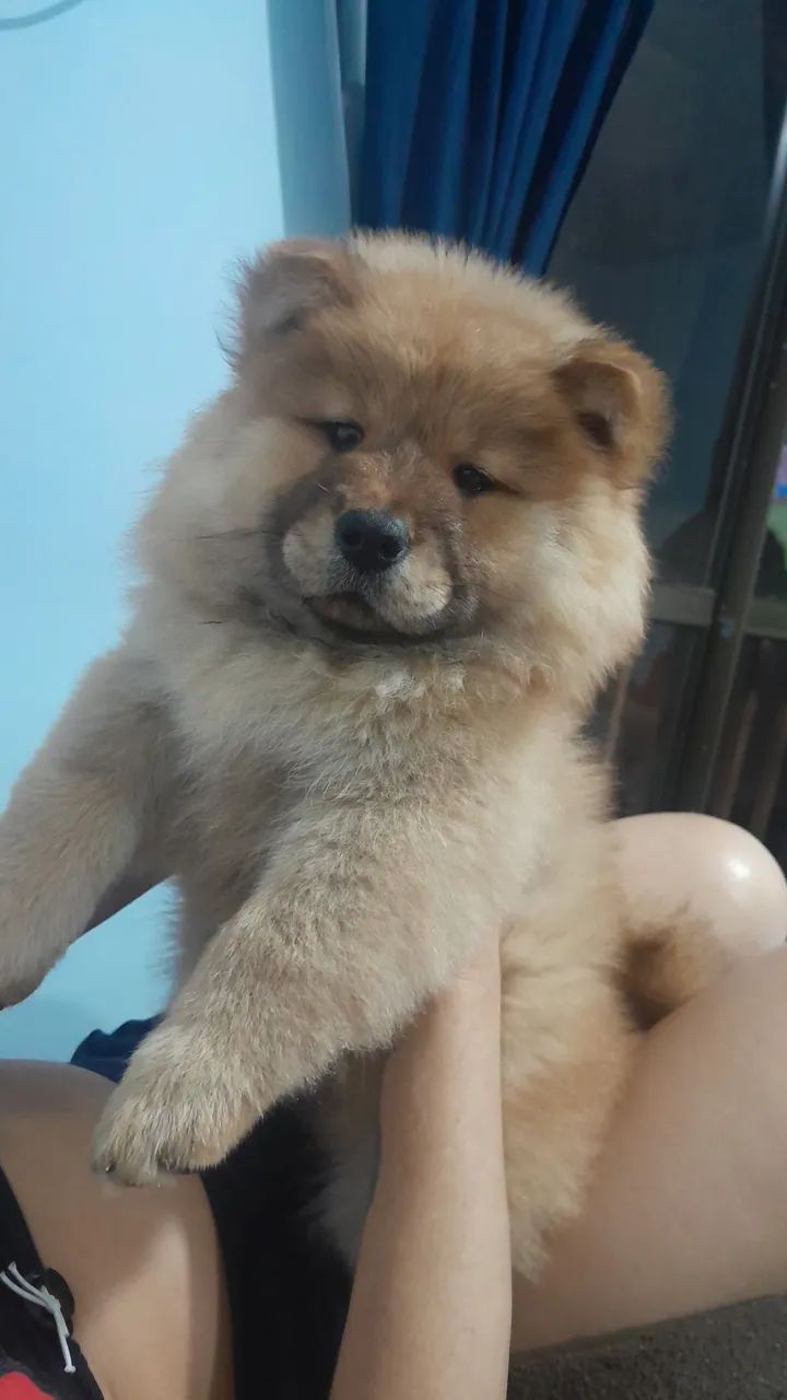 Pet - Foto 3
