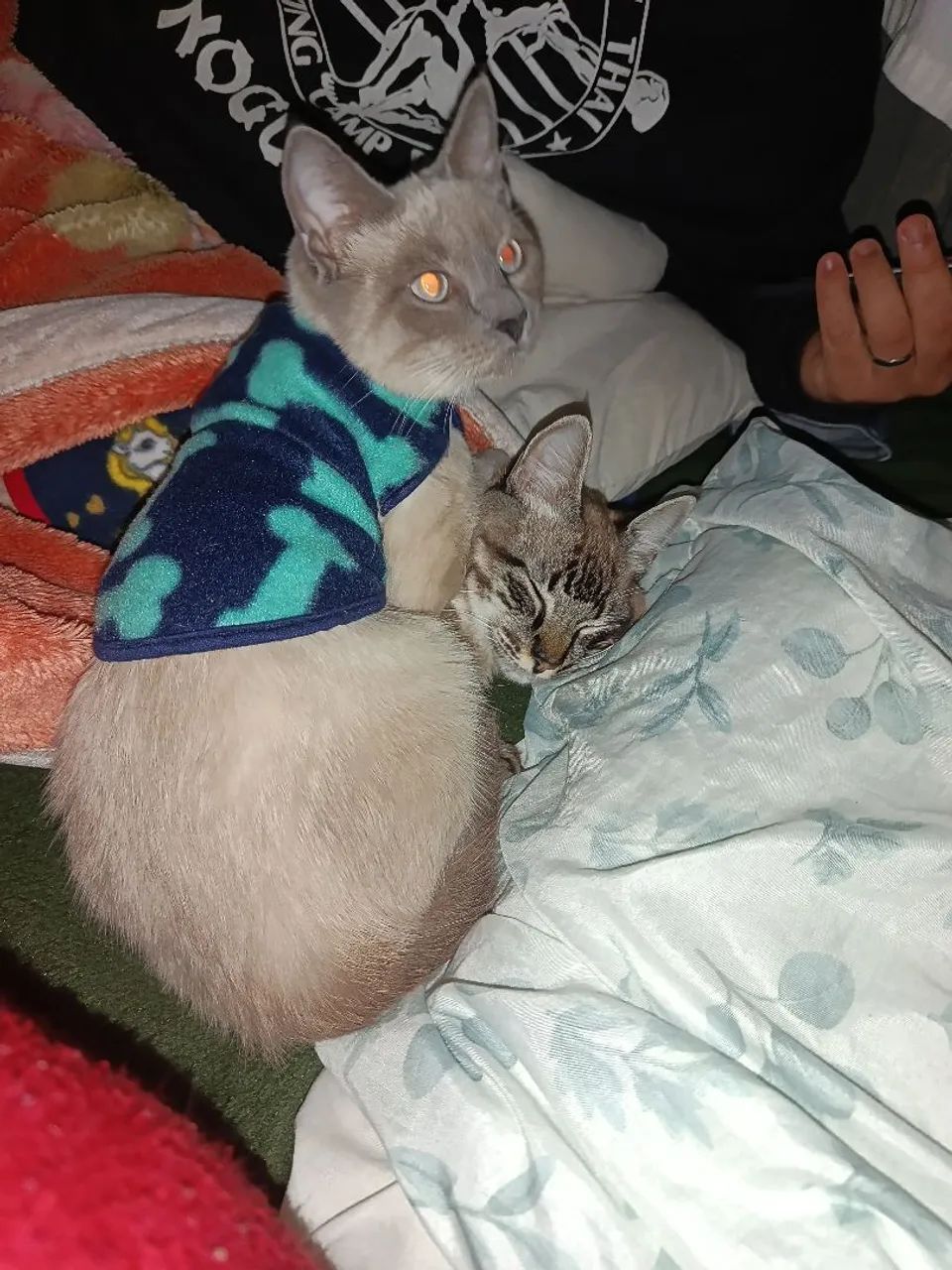 Estou doando 2 gatinhos muito amáveis  - Foto 3