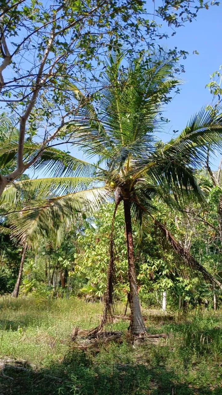 Vendo sítio, 8.013 hectares, Bujaru  - Foto 2