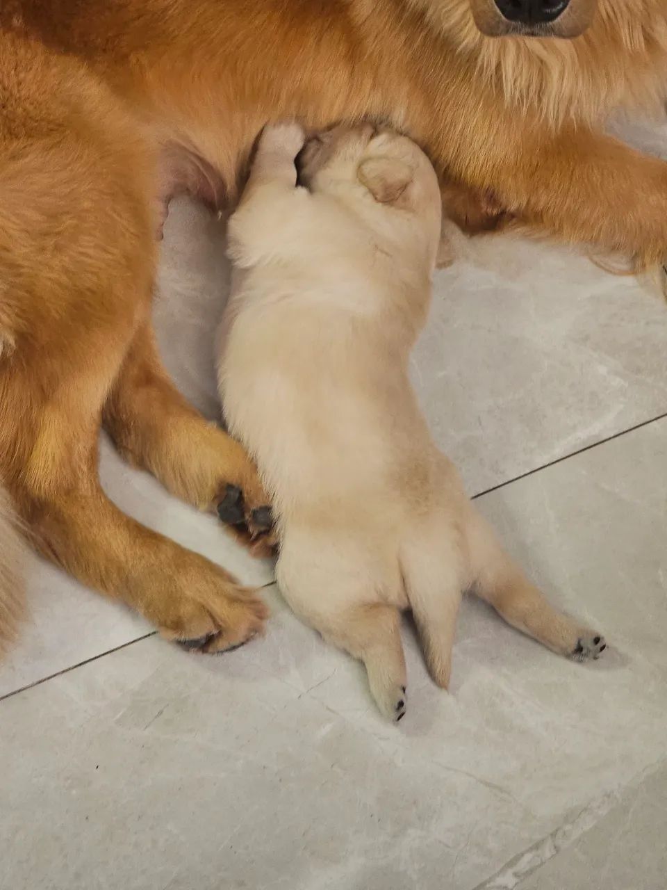 GOLDEN RETRIVIER MACHO - Foto 2