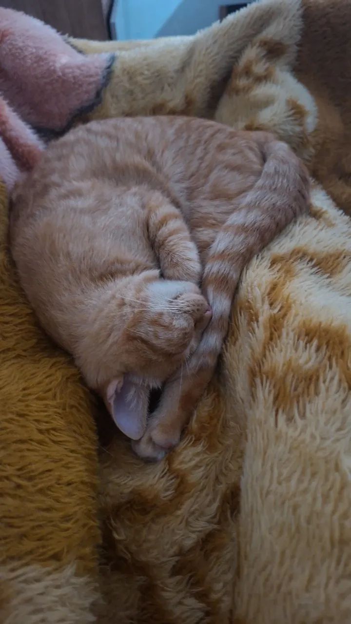 Gato para doação  - Foto 2