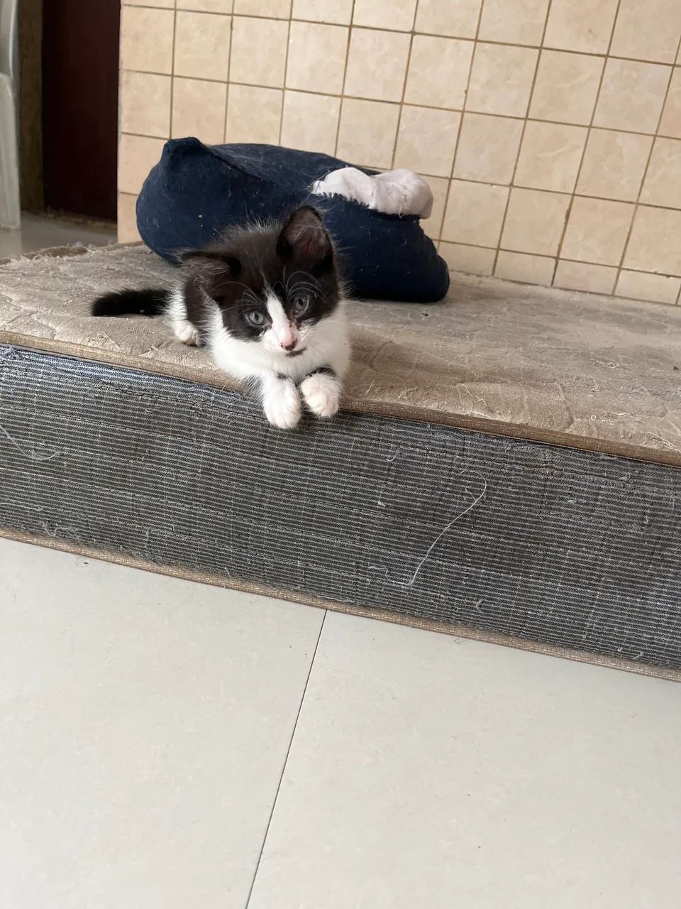 Doação de gato 