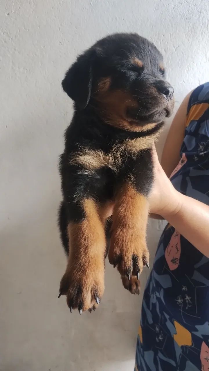 Filhotes de Rottweiler com pedigree CBKC, mais informações whatsapp * - Foto 3